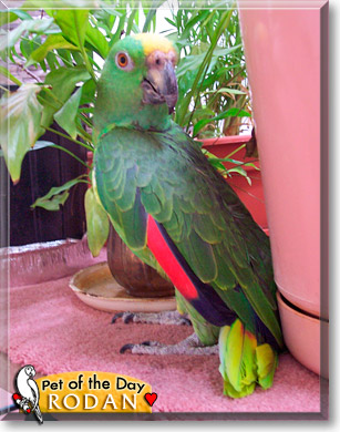 Rodan, the Pet of the Day Rodan, the Pet of the Day