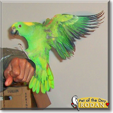 Rodan, the Pet of the Day Rodan, the Pet of the Day