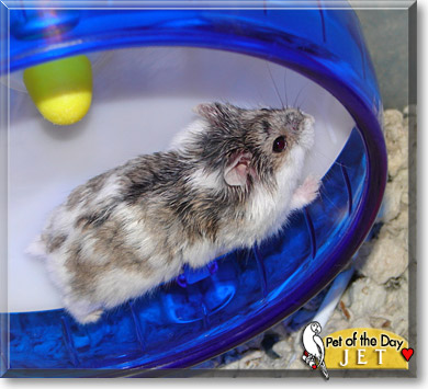 Jet, the Pet of the Day Jet, the Pet of the Day