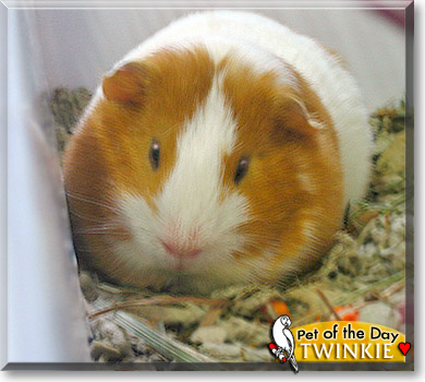 Twinkie, the Pet of the Day
