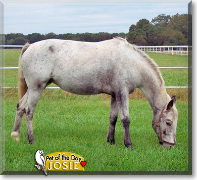 Josie, the Pet of the Day Josie, the Pet of the Day