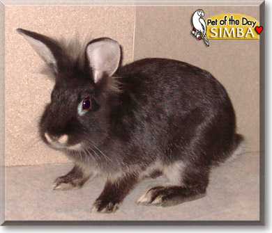Simba, the Pet of the Day Simba, the Pet of the Day