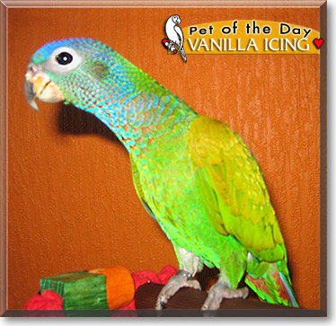 Vanilla Icing, the Pet of the Day Vanilla Icing, the Pet of the Day