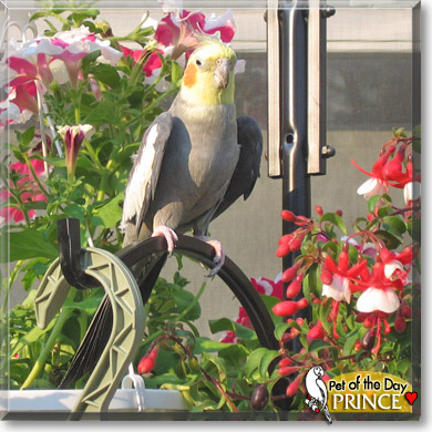 Prince, the Pet of the Day Prince, the Pet of the Day