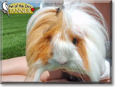 Tanner - Peruvian Guinea Pig