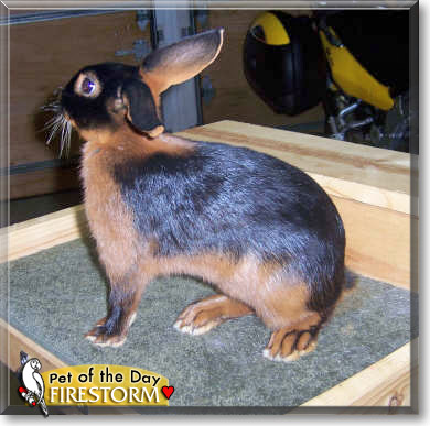 Firestorm, the Pet of the Day Firestorm, the Pet of the Day