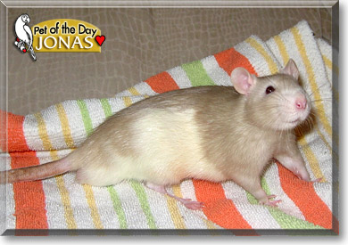 Jonas, the Pet of the Day Jonas, the Pet of the Day