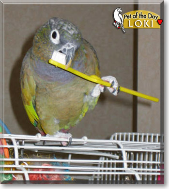 Loki, the Pet of the Day
