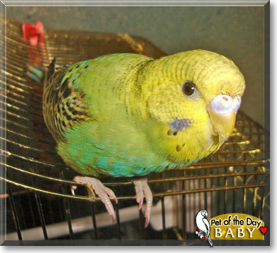 Baby, the Pet of the Day Baby, the Pet of the Day