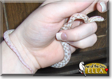 Ella, the Pet of the Day Ella, the Pet of the Day