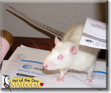 Malcolm, the Pet of the Day Malcolm, the Pet of the Day