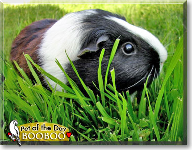 BooBoo, the Pet of the Day BooBoo, the Pet of the Day