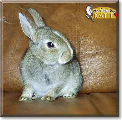 Katie, the Pet of the Day Katie, the Pet of the Day