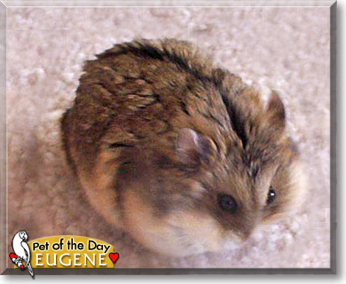 Eugene, the Pet of the Day