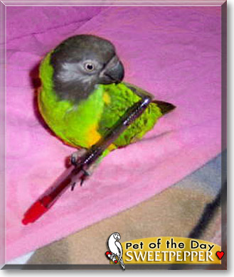 SweetPepper, the Pet of the Day SweetPepper, the Pet of the Day