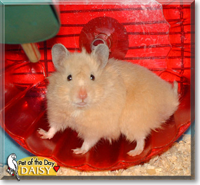 Daisy, the Pet of the Day Daisy, the Pet of the Day