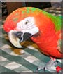 Lala the Camelot Macaw