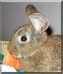 Tookie the Mini Lop Rabbit