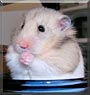Willa the Syrian Hamster