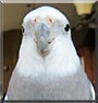 Louie the White faced Cockatiel