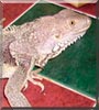 Gizmo the Mexican Green Iguana