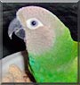 Terry the Dusky Conure