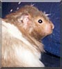 Charlie the Hamster