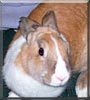 Lucky the Rabbit