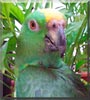 Rodan the Golden Yellow, Amazon
