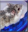 Jet the Campbells Dwarf Hamster