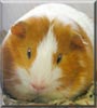 Twinkie the Short Hair Guinea Pig