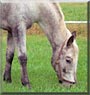 Josie the Appaloosa