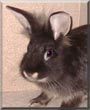 Simba the Lionhead mix
