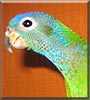 Vanilla Icing the Pionus