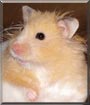 Mr. Pibb the Long haired hamster