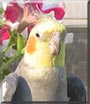 Prince the Cockatiel