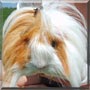 Tanner the Peruvian Guinea Pig