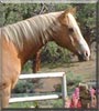 Nugget the Palomino Quarter Horse