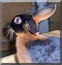 Firestorm the Tan Rabbit