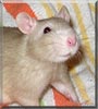 Jonas the Fancy rat