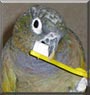 Loki the Maximillian Pionus