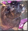 Crockett the Guinea Pig