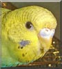 Baby the Budgie