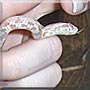 Ella the Albino Corn Snake