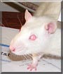 Malcolm the Albino rat