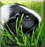 BooBoo the Dutch Guinea Pig