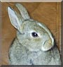Katie the Netherland Dwarf