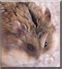 Eugene the Dwarf Hamster