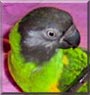 SweetPepper the Senegal Parrot