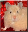 Daisy the Teddy Bear Hamster